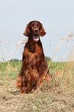 SETTER IRLANDAIS 008